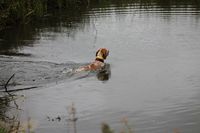 BraccoItaliano_Wasser Dal Monte Volpe