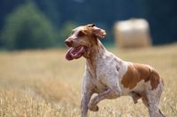 BraccoItaliano_field Dal Monte Volpe_Cino