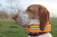 Bracco Italiano Dal Monte Volpe Portrait