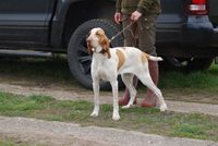 Bracco Italiano Dal Monte Volpe Derby