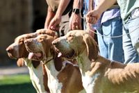 Raduno Mondiale Bracco Italiano Arezzo