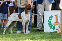 Raduno Mondiale Bracco Italiano Toskana