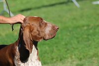 Raduno Mondiale Bracco Italiano